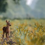 Babyboom bij Natuurpark Lelystad