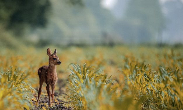 Babyboom bij Natuurpark Lelystad