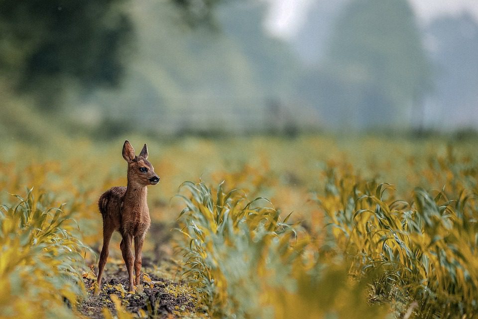 Babyboom bij Natuurpark Lelystad