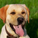 Met de hond op vakantie in Nederland: leuke regio’s en mooie wandelgebieden